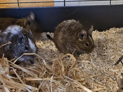 Degu Gruppe abzugeben