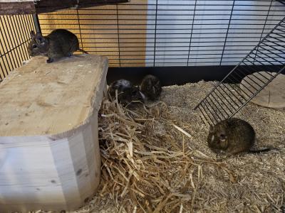 Degu Gruppe abzugeben