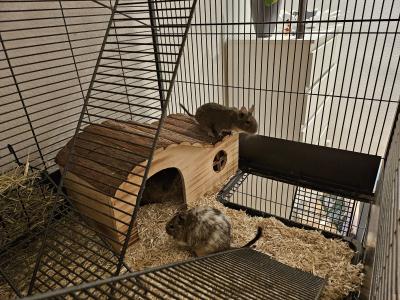 Degu Gruppe abzugeben