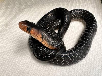 Drymarchon couperi