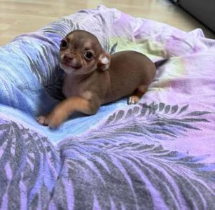 Ein Süßer Chihuahua Welpe 5 Monate alt sucht liebesvolles Zuhause