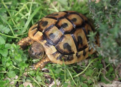 Griechische Landschildkröten (THB), Nachzuchten 2020 und 2021