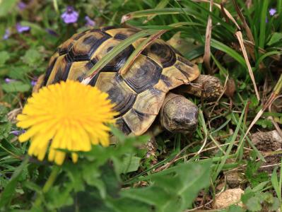 Griechische Landschildkröten (THB), Nachzuchten 2020 und 2021