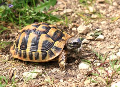 Griechische Landschildkröten (THB), Nachzuchten 2020 und 2021