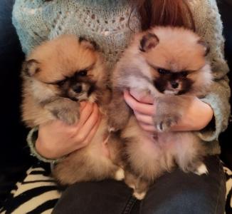 Pomeranian Zwergspitz Bo-Typ Welpen - Thor wartet auf seinen neuen Beschützer!