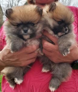 Pomeranian Zwergspitz Bo-Typ Welpen - Thor wartet auf seinen neuen Beschützer!