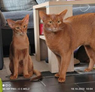 Ein Juwel in Sorrel, reinrassiger Abessinier Kater mit Stammbaum