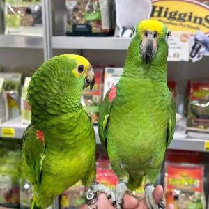 Zwei Papageien mit gelber und blauer Front
