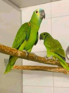 Zwei Papageien mit gelber und blauer Front