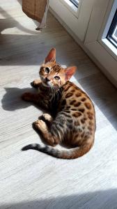 Bengal Kitten Brown Spotted Tabby. Nur 1 Frei.