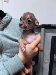 Ein Süßer Chihuahua Welpe 5 Monate alt sucht liebesvolles Zuhause