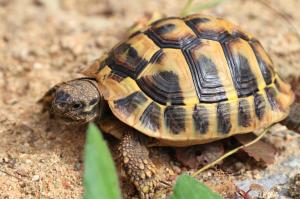 Griechische Landschildkröten (THB), Nachzuchten 2020 und 2021