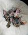Reserviert- Reinrassige DevonRex Kittens - Ab Juli umzugsbereit