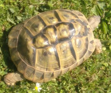 Griechische Landschildkröte Weiblich 14 Jahre