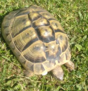 Griechische Landschildkröte Weiblich 14 Jahre