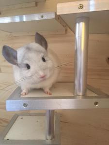 Chinchilla Dreiergruppe liebevolles Zuhause