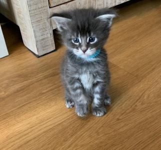 Hübsche Maine Coon Kitten reinrassig 3 Kater 3 Katzen black silver tabby 5 Wochen