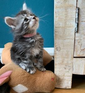 Hübsche Maine Coon Kitten reinrassig 3 Kater 3 Katzen black silver tabby 5 Wochen