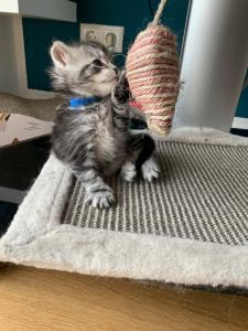 Hübsche Maine Coon Kitten reinrassig 3 Kater 3 Katzen black silver tabby 5 Wochen