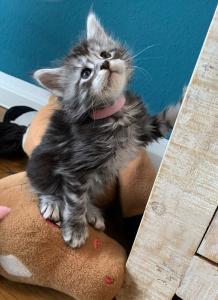 Hübsche Maine Coon Kitten reinrassig 3 Kater 3 Katzen black silver tabby 5 Wochen