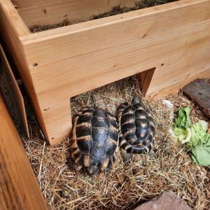 2 Schildkröten zu verkaufen 4 Jahre alt