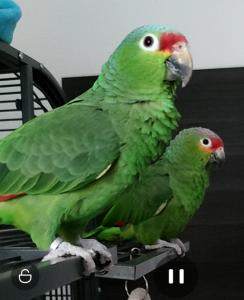 Gelbwangenamazonen (Papagei) Paar