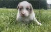 Australian Shepherd Welpen