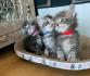 Hübsche Maine Coon Kitten reinrassig 3 Kater 3 Katzen black silver tabby 5 Wochen