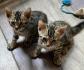 Reinrassige Bengal Kitten mit TICA Stammbaum Brown Rosetted und Marbelt