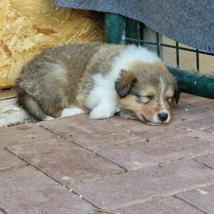 Collie-Welpen ab 22.07.2024 in liebevolle Hände abzugeben
