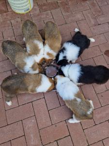 Collie-Welpen ab 22.07.2024 in liebevolle Hände abzugeben