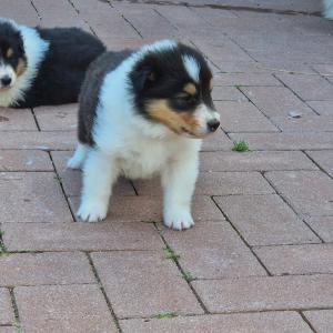 Collie-Welpen ab 22.07.2024 in liebevolle Hände abzugeben