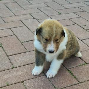 Collie-Welpen ab 22.07.2024 in liebevolle Hände abzugeben