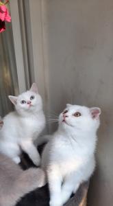 Baby Katzen