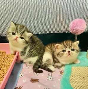 Exotic Shorthair Schönheiten: Fibie und Ferrero suchen neue Familie