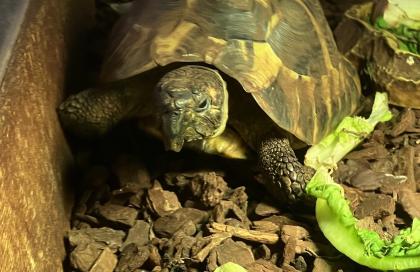 Griechische Landschildkröte. Geboren 2017