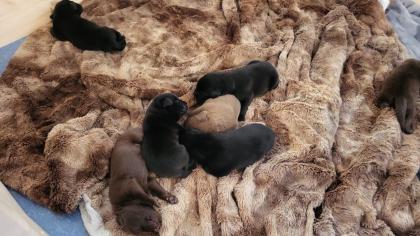 Labrador Welpen