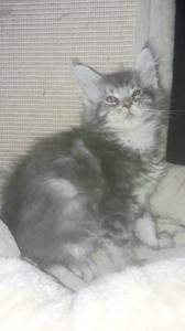 Maine Coon Katerchen, blue silber mit Stammbaum
