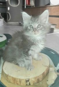 Maine Coon Katerchen, blue silber mit Stammbaum
