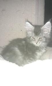 Maine Coon Katerchen, blue silber mit Stammbaum
