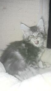 Maine Coon Katerchen, blue silber mit Stammbaum