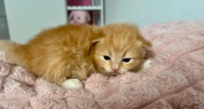 Sibirische Waldkatze