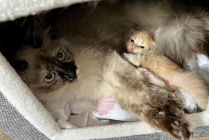 Sibirische Waldkatze