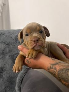 Traumhafte Old English Bulldog Welpen OEB lilac tricolor