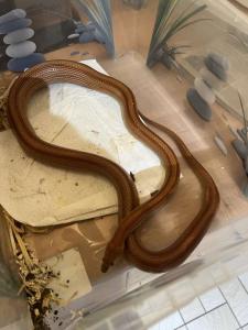 4 Kornnattern mit Terrarium