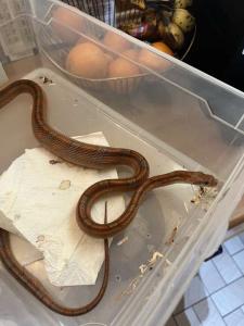 4 Kornnattern mit Terrarium