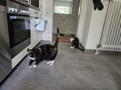 Hauskatzen - Ink & Krillin suchen eine neue Heimat