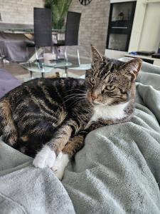 Hauskatzen - Ink & Krillin suchen eine neue Heimat