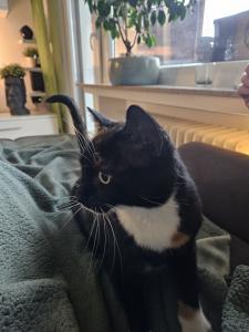 Hauskatzen - Ink & Krillin suchen eine neue Heimat