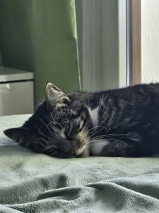 Hauskatzen - Ink & Krillin suchen eine neue Heimat